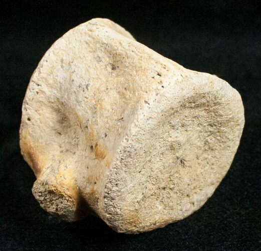 Champsosaurus Vertebrae (Cretaceous Reptile) #12032